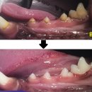 다빈치동물병원 이미지