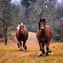 한국경마축산고등학교 이미지