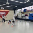 STS한국체대태권도 이미지