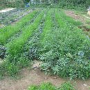 푸른솔농장2 이미지