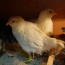 절골농장 이미지