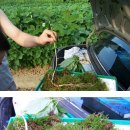 마이다스2 이미지