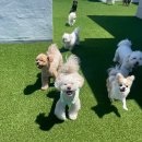 위드멍 애견유치원 이미지