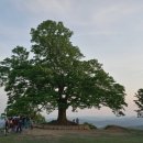 임천 가림성 느티나무 이미지