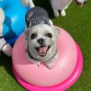 놀러오개 이미지