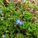 용담Flora | 큰개불알풀 '기쁜 소식(喜消息)'