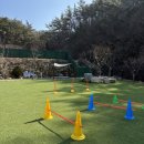 포레스트멍