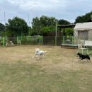 장보는 강아지와 고양이 이미지