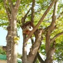 괴목초등학교 이미지