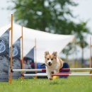 퍼피랜드 이미지