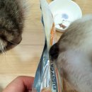 왕발고양이 이미지