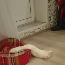 24시배곧스마트동물의료센터 이미지