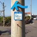 위미동백군락 이미지