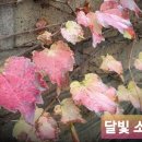 11월 / 나태주 이미지