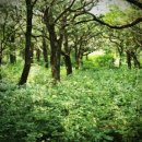제주 비자림-자연과 사람이 함께 만든 천년숲 이미지