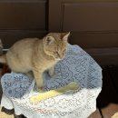 폴리민박 이미지