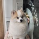 빠몽(PAWMONG) 이미지