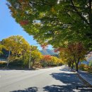 로뎅853-1 이미지