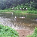 초평밤나무 이미지