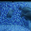 해송횟집 이미지