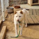 천안장승배기펜션 | 천안 한기대 근처 시설 좋은 펜션 "장승배기체험농장펜션"후기