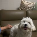 축복 펫살롱 이미지