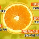 명문정약초 이미지