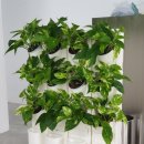 수직의 정원 이미지