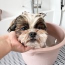 도그지음 이미지