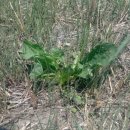 질경이농장 이미지