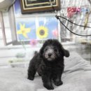 아리랑밸리켄넬 이미지