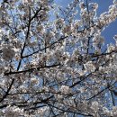 한주목장 | 26년 3월 27일 진해 군항제 방문 후기