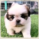 강아지 보호센터 이미지