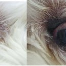 안 수의과병원 이미지