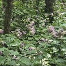 태백산국립공원에 여름 들꽃 이미지