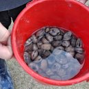 돌멩이 펜션 이미지