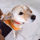 식산봉의 황근자생지 및 상록활엽수림 이미지