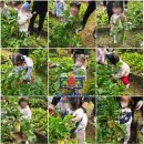 쑥쑥가베 6~7세반 | 안양5동·6동 인근 새봄어린이집 텃밭 교육｜무 수확 &amp; 깍두기 김장 체험