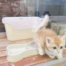 대전고양이분양 비비냥 | 루나캣 대전고양이분양 본점 방문 후기, 초보 집사도 안심했던 상담 포인트