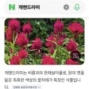 방랑 ** 성삿갓 이미지