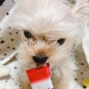 꼬망이펫샵 이미지