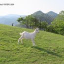 효자목장 이미지