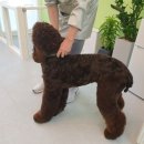 메모리펫살롱 이미지