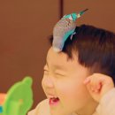 리프패럿 롯데마트 광복점 이미지