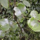 청미래 농장 이미지