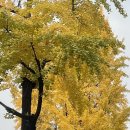 수원-0535 이미지