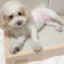 꿀잠자리 | 프렌즈 꿀잠베드 후기와 사용방법, 3월 이벤트 정보