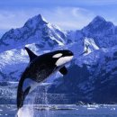 고래의꿈 이미지