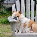 탑스동물병원 이미지