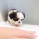 도그마루 강아지 고양이 성남분당점 이미지